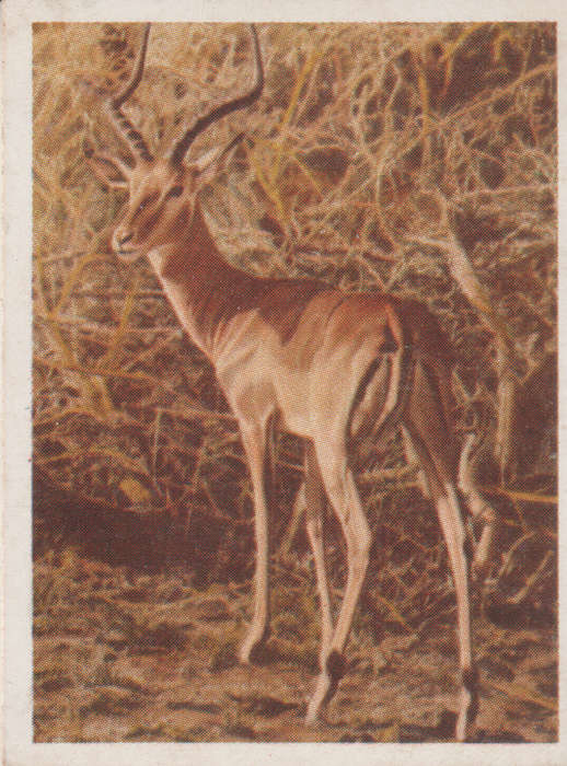 CIGARETTE CARD OUR SOUTH AFRICAN NATIONAL PARKS NO 28