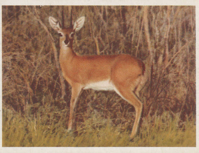 CIGARETTE CARD OUR SOUTH AFRICAN NATIONAL PARKS NO 33
