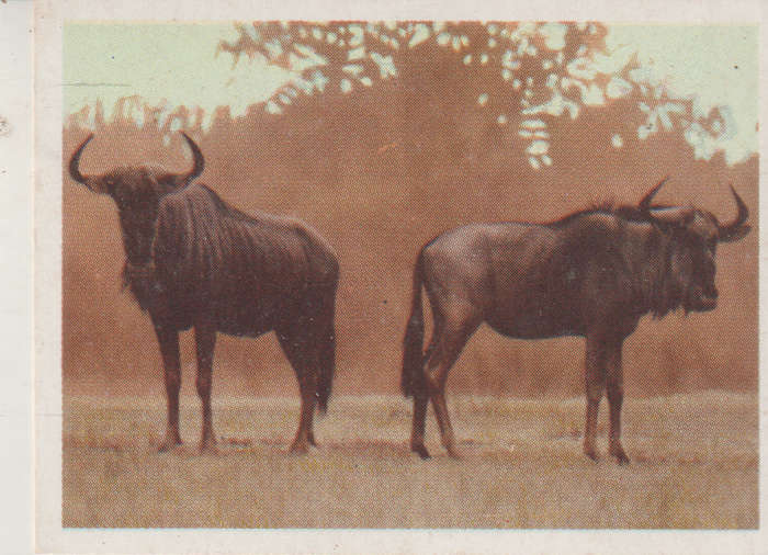CIGARETTE CARD OUR SOUTH AFRICAN NATIONAL PARKS NO 38
