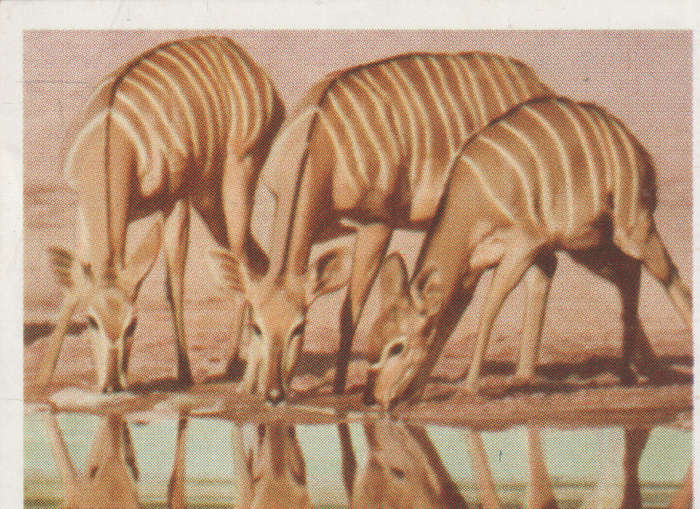 CIGARETTE CARD OUR SOUTH AFRICAN NATIONAL PARKS NO 45