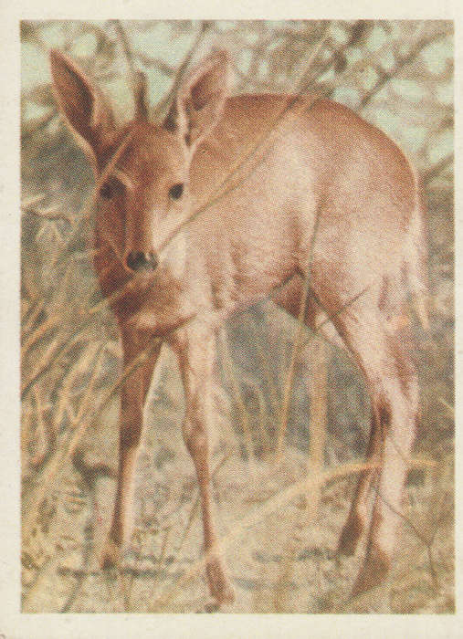 CIGARETTE CARD OUR SOUTH AFRICAN NATIONAL PARKS NO 48
