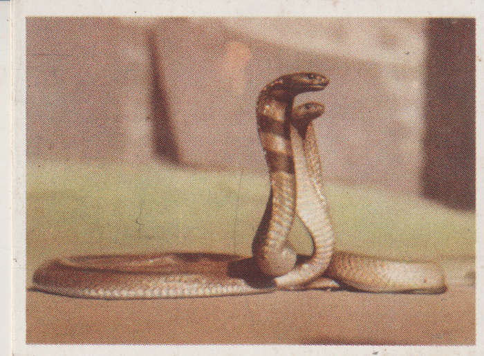CIGARETTE CARD OUR SOUTH AFRICAN NATIONAL PARKS NO 49