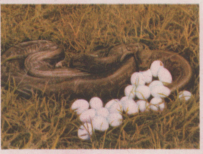 CIGARETTE CARD OUR SOUTH AFRICAN NATIONAL PARKS  NO 51