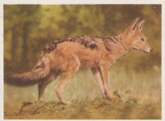 CIGARETTE CARD OUR SOUTH AFRICAN NATIONAL PARKS  NO 53