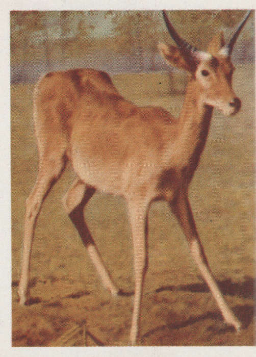 CIGARETTE CARD OUR SOUTH AFRICAN NATIONAL PARKS  NO 56
