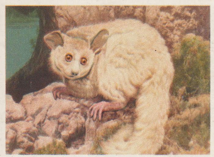 CIGARETTE CARD OUR SOUTH AFRICAN NATIONAL PARKS  NO 57