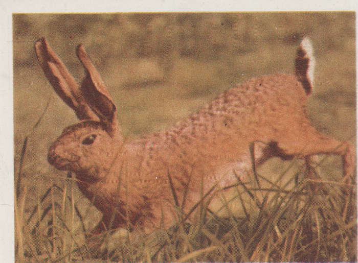 CIGARETTE CARD OUR SOUTH AFRICAN NATIONAL PARKS  NO 58