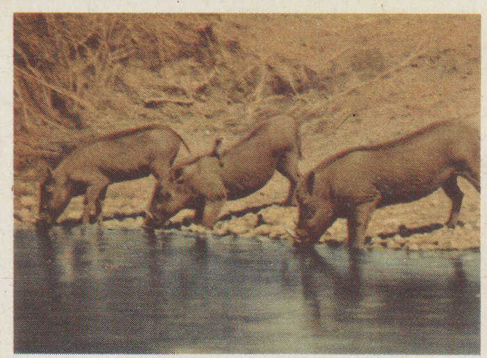 CIGARETTE CARD OUR SOUTH AFRICAN NATIONAL PARKS  NO 59