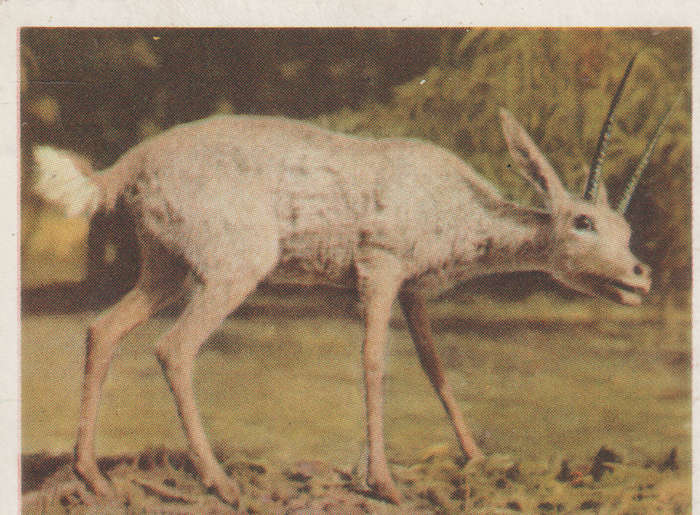 CIGARETTE CARD OUR SOUTH AFRICAN NATIONAL PARKS  NO 66