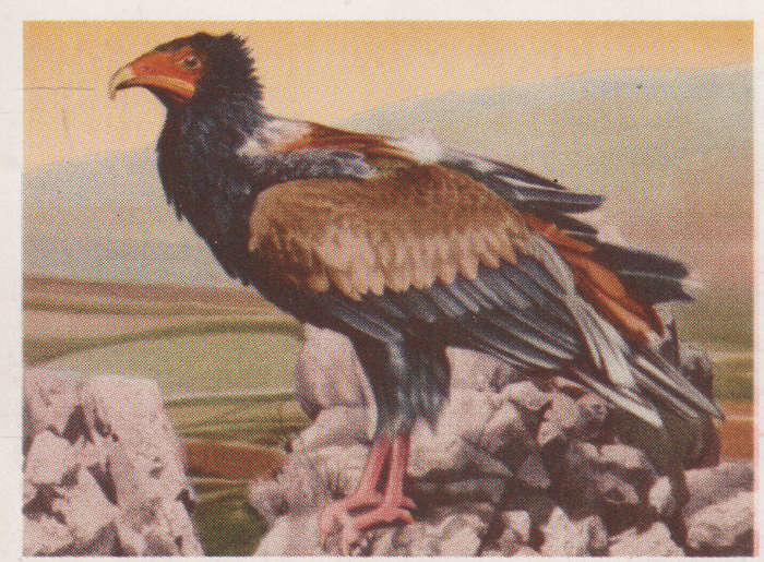 CIGARETTE CARD OUR SOUTH AFRICAN NATIONAL PARKS  NO 67