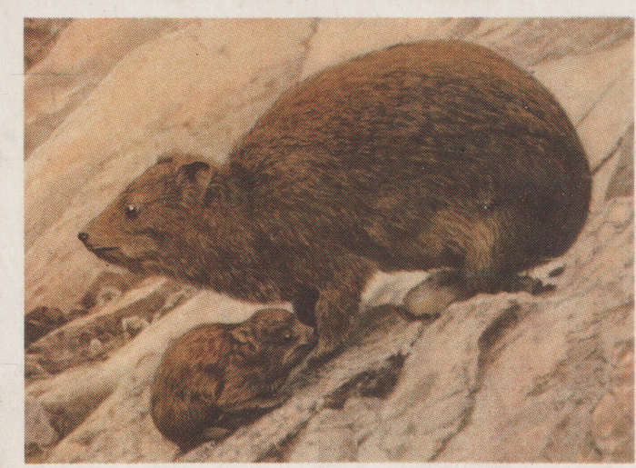 CIGARETTE CARD OUR SOUTH AFRICAN NATIONAL PARKS  NO 69