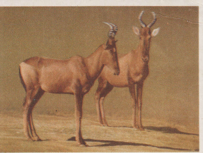 CIGARETTE CARD OUR SOUTH AFRICAN NATIONAL PARKS  NO 74