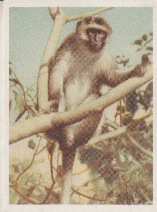 CIGARETTE CARD OUR SOUTH AFRICAN NATIONAL PARKS  NO 76