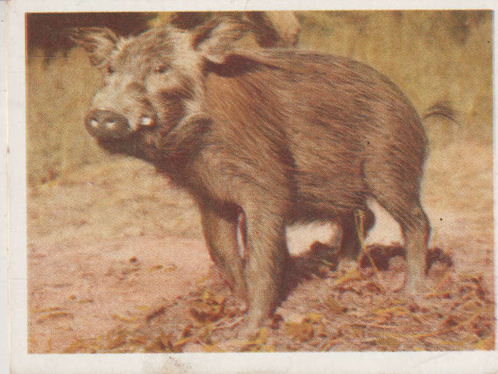 CIGARETTE CARD OUR SOUTH AFRICAN NATIONAL PARKS NO 97