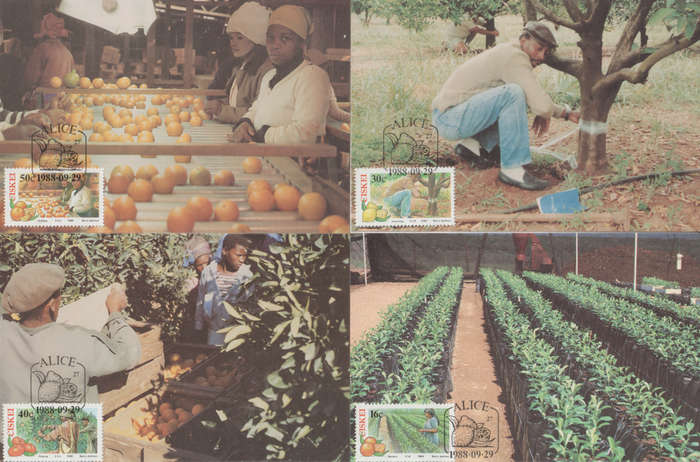 CISKEI  1988 Citrus Farming  MAXI CARD/ POST CARD SET