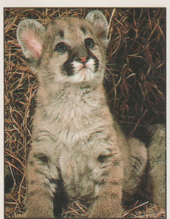 PANINI ANIMALS OF THE WORLD #7