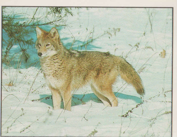 PANINI ANIMALS OF THE WORLD #12
