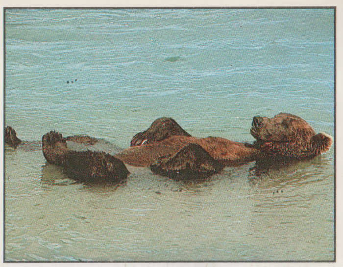 PANINI ANIMALS OF THE WORLD #14