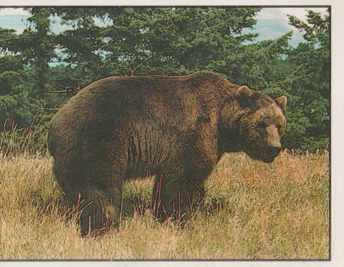 PANINI ANIMALS OF THE WORLD #15