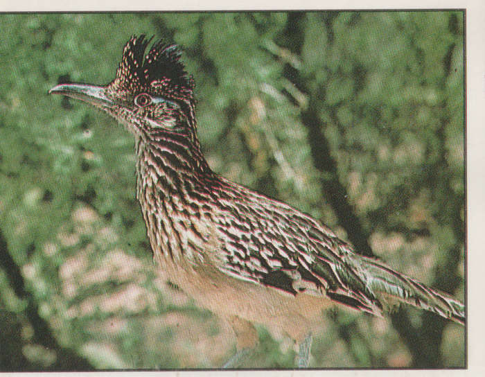 PANINI ANIMALS OF THE WORLD #30