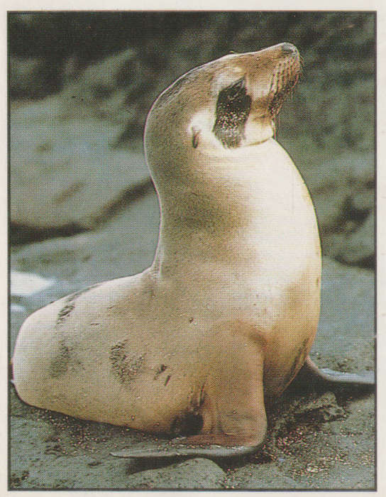 PANINI ANIMALS OF THE WORLD #34