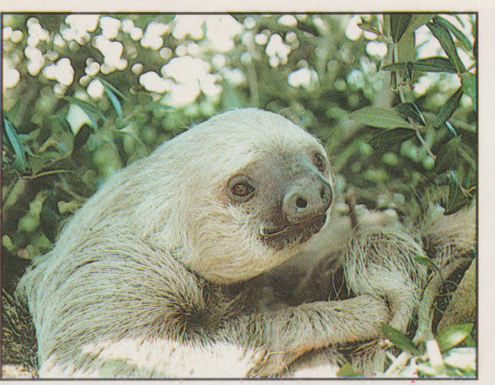 PANINI ANIMALS OF THE WORLD #38