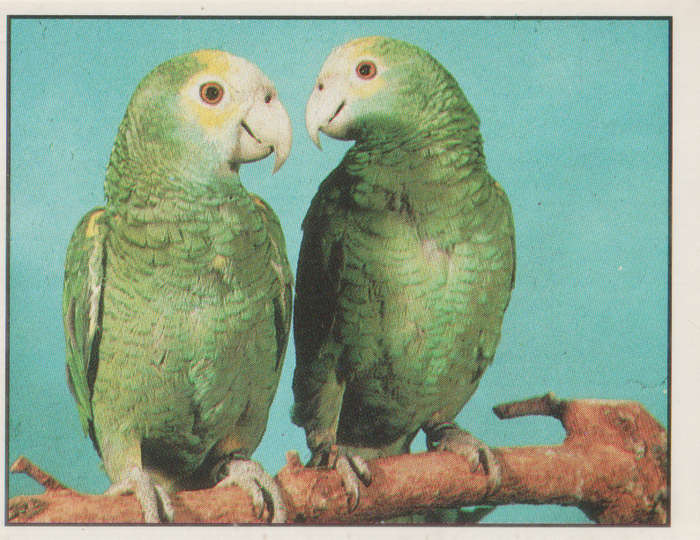 PANINI ANIMALS OF THE WORLD STICKER #44