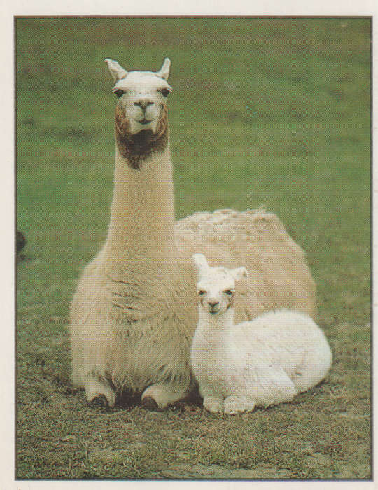 PANINI ANIMALS OF THE WORLD STICKER #52