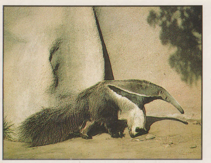 PANINI ANIMALS OF THE WORLD STICKER #54