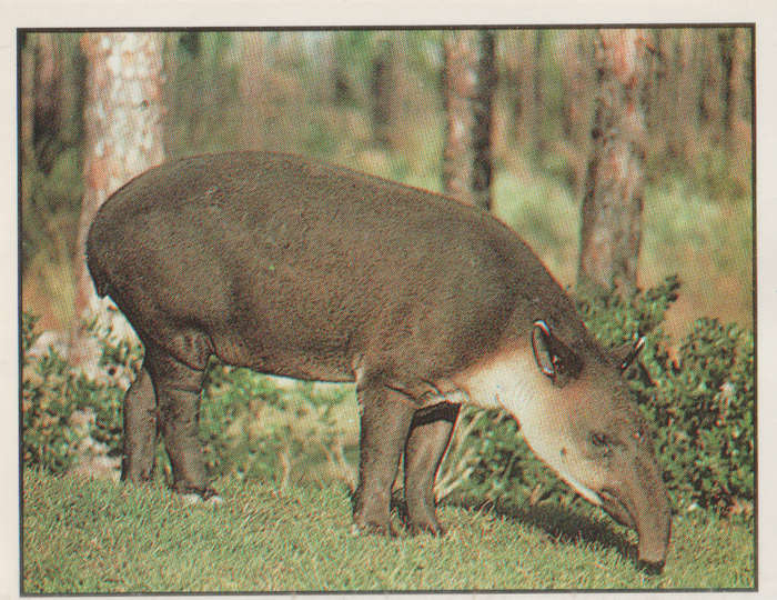 PANINI ANIMALS OF THE WORLD STICKER #55