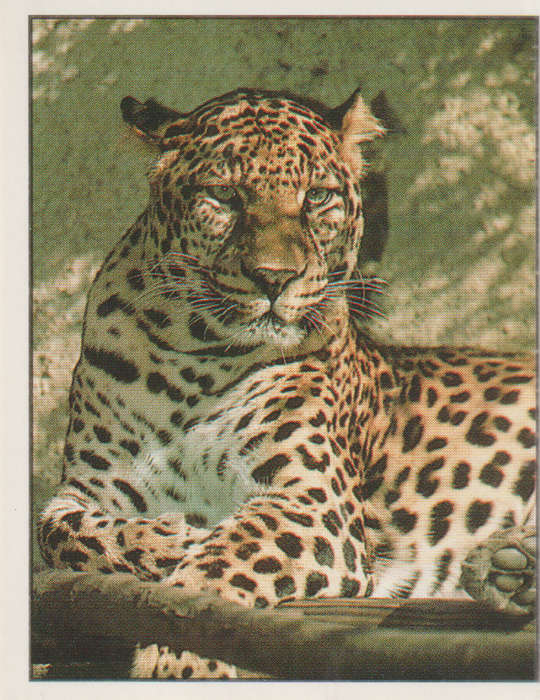 PANINI ANIMALS OF THE WORLD STICKER #61