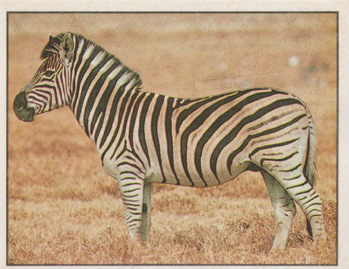 PANINI ANIMALS OF THE WORLD STICKER #65