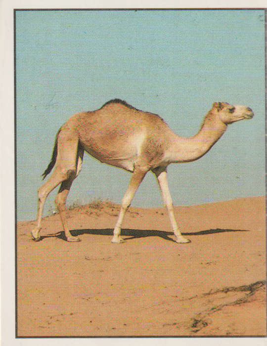 PANINI ANIMALS OF THE WORLD STICKER #68
