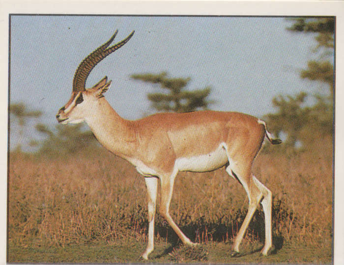 PANINI ANIMALS OF THE WORLD STICKER #73