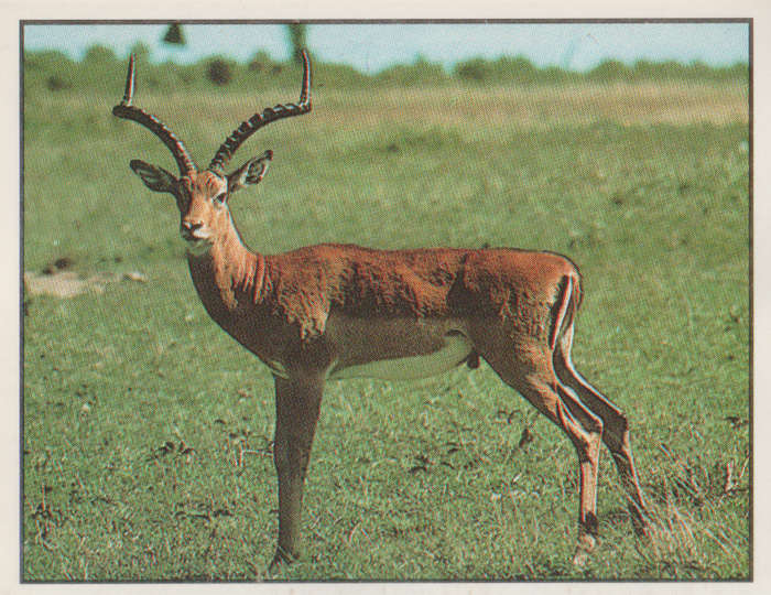 PANINI ANIMALS OF THE WORLD STICKER #74