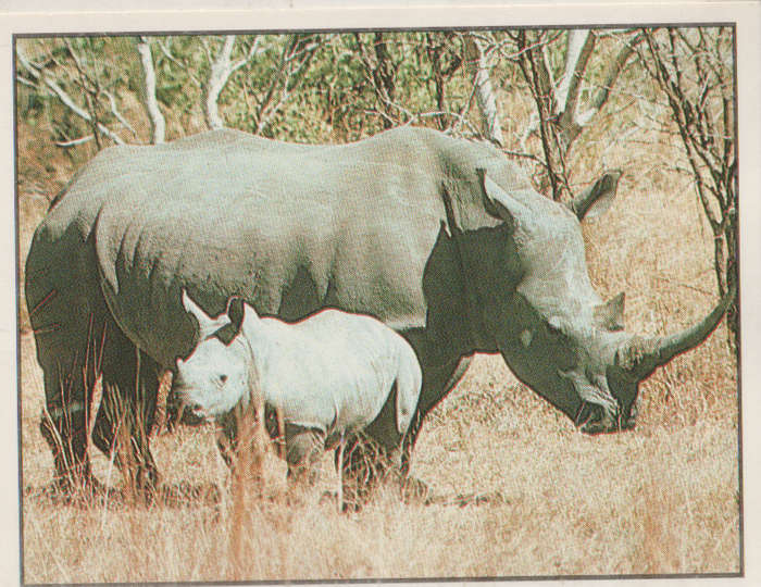 PANINI ANIMALS OF THE WORLD STICKER #78