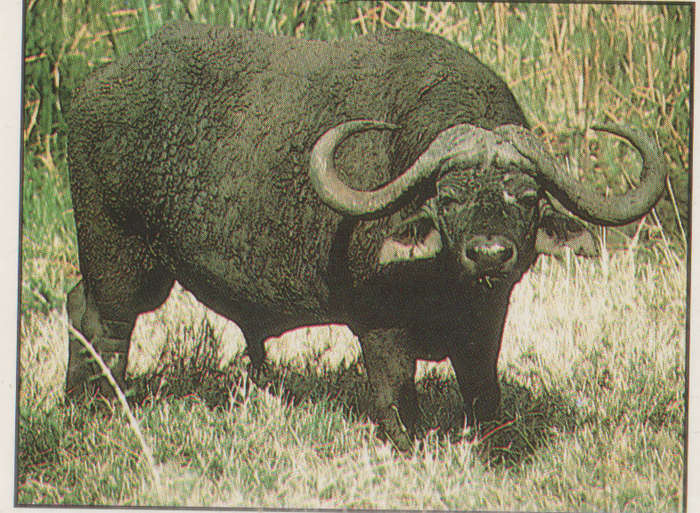 PANINI ANIMALS OF THE WORLD COLLECTABLE STICKER #81