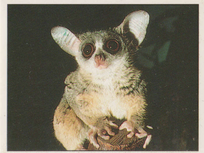 PANINI ANIMALS OF THE WORLD COLLECTABLE STICKER #83