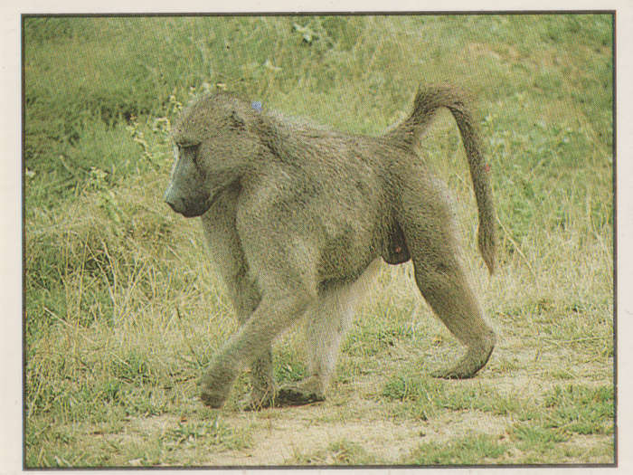 PANINI ANIMALS OF THE WORLD COLLECTABLE STICKER #85