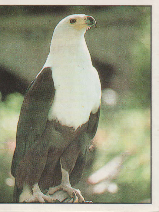 PANINI ANIMALS OF THE WORLD COLLECTABLE STICKER #89