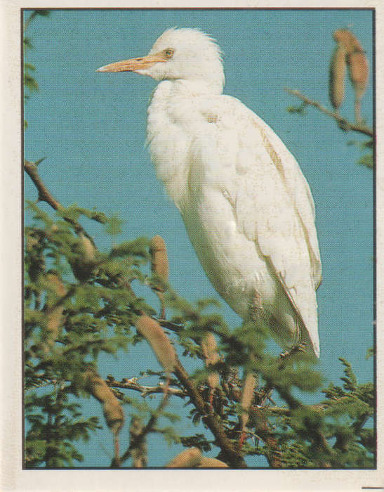 PANINI ANIMALS OF THE WORLD COLLECTABLE STICKER #90
