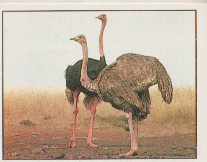 PANINI ANIMALS OF THE WORLD COLLECTABLE STICKER #94