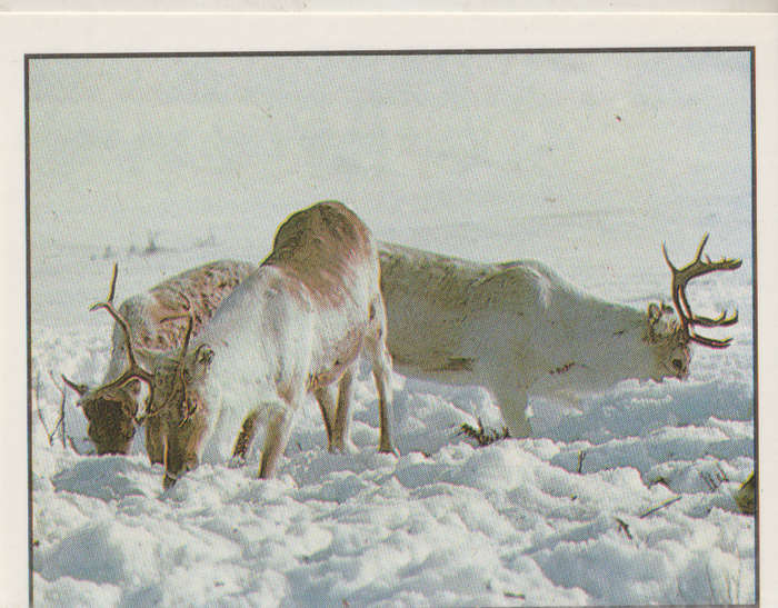 PANINI ANIMALS OF THE WORLD COLLECTABLE STICKER #98