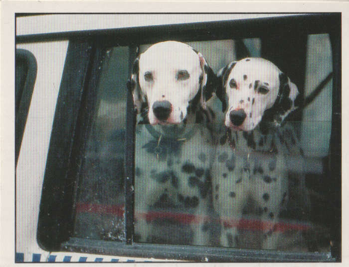 PANINI DISNEYS 101 DALMATIANS COLLECTABLE STICKERS #166