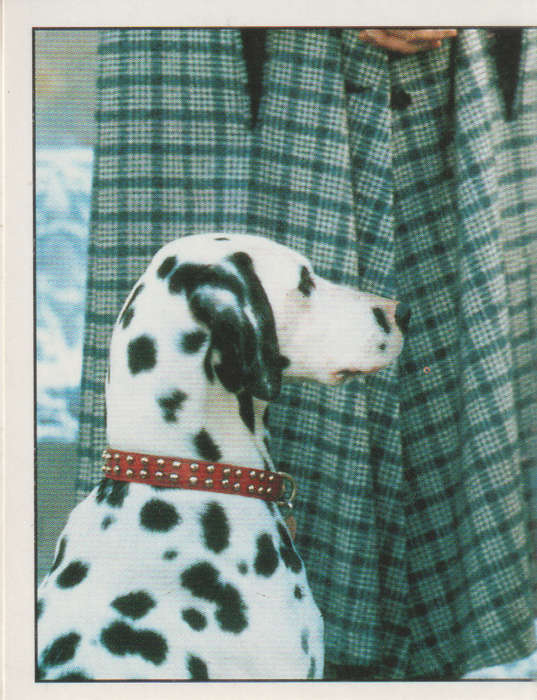 PANINI DISNEYS 101 DALMATIANS COLLECTABLE STICKERS #173