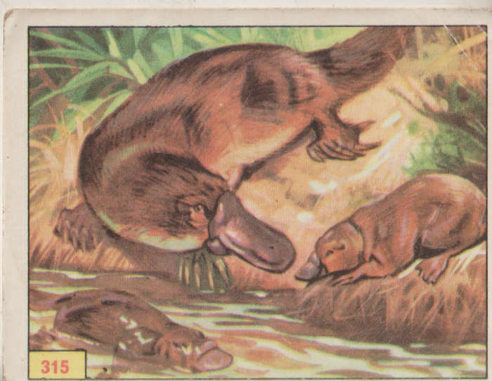 PANINI PREHISTORIC ANIMALS #315