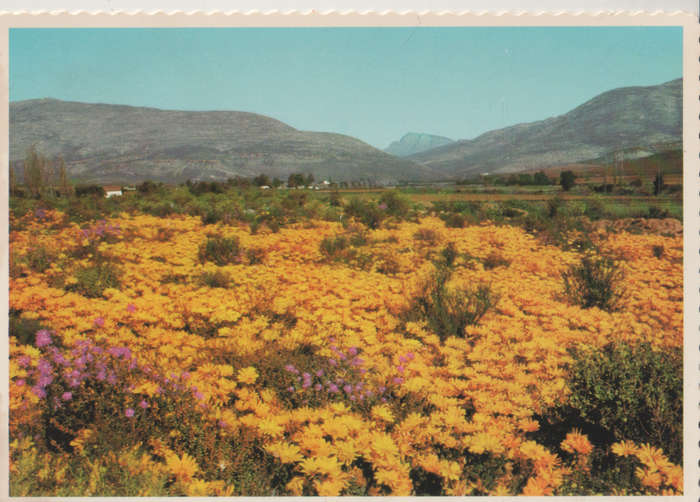 MINT POST CARD SA