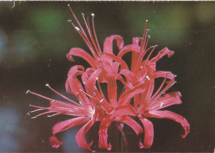 MINT POST CARD SA