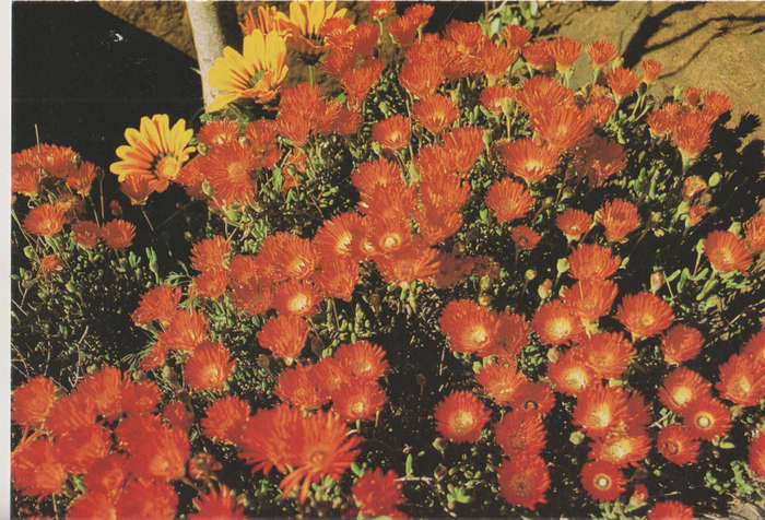 MINT POST CARD SA