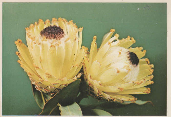 MINT POST CARD SA